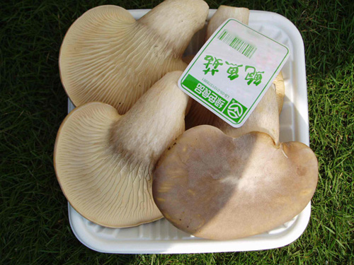 鮑魚菇